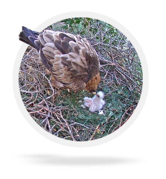 Web camera monitoring of a booted eagle